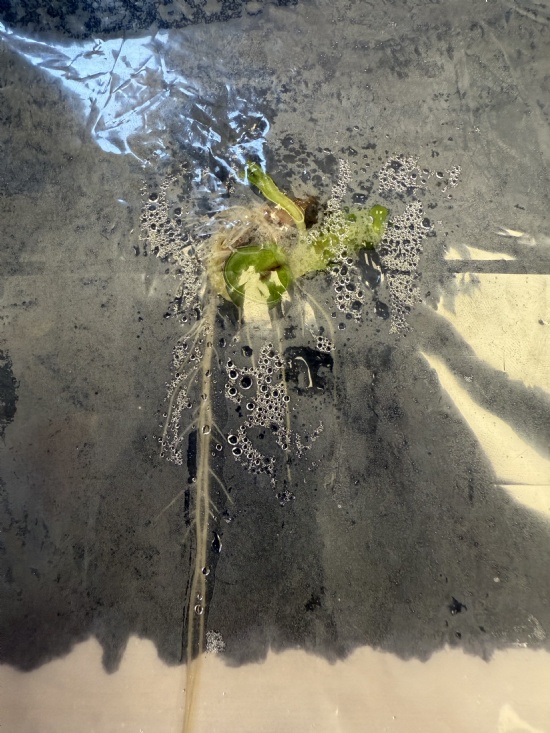 Class 2 Science - Sunflowers